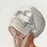 conlee – the human&nbsp;engine